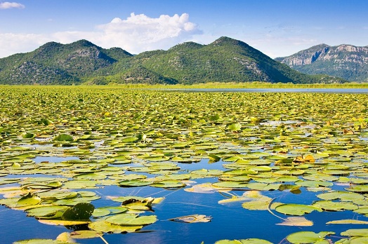 Отдых в Черногории фото Скадарское озеро природа.