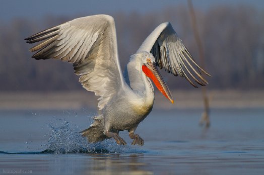 Птицы на Скадарском озере