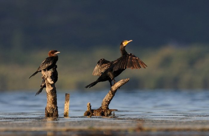 Птицы на Скадарском озере